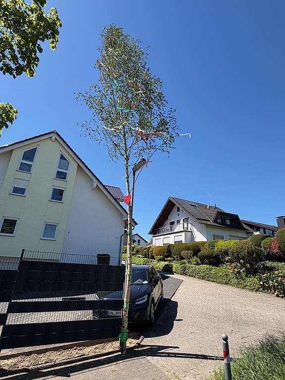 20260501_maibaum9.jpg 