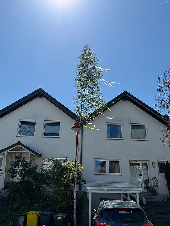 20260501_maibaum5.jpg 