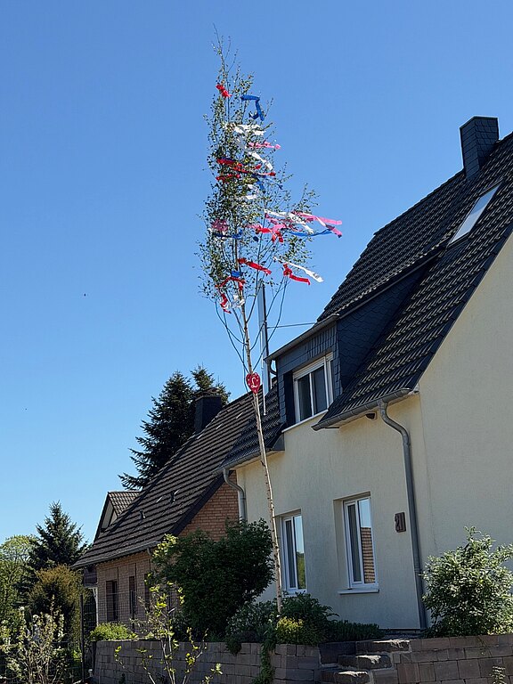 20260501_maibaum7.jpg 