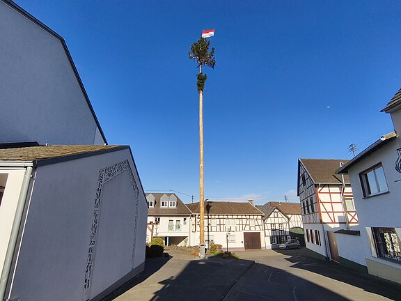 20260427_maibaum2.jpg 