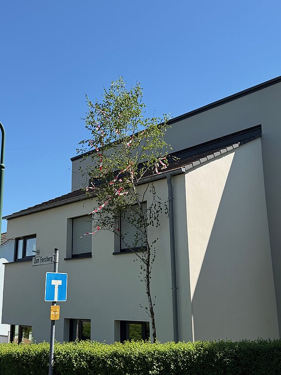 20260501_maibaum6.jpg 