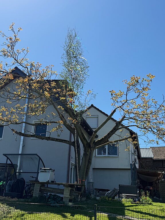 20260501_maibaum4.jpg 